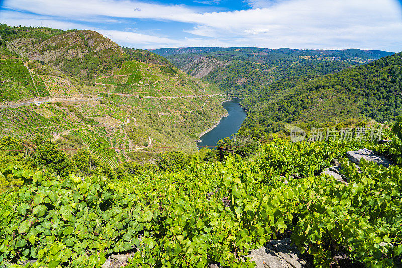 阳光明媚的日子里，萨克拉河畔的葡萄园。Ribeira Sacra是西班牙加利西亚的一个葡萄酒产区。